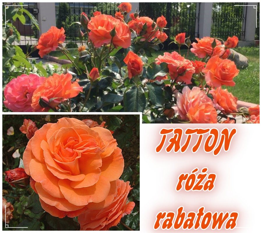 Tatton róże rabatowe